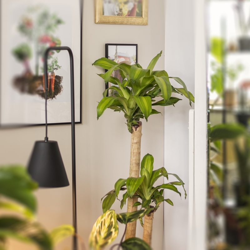 Tuoksutraakkipuu Dracaena fragrans Kekkilä