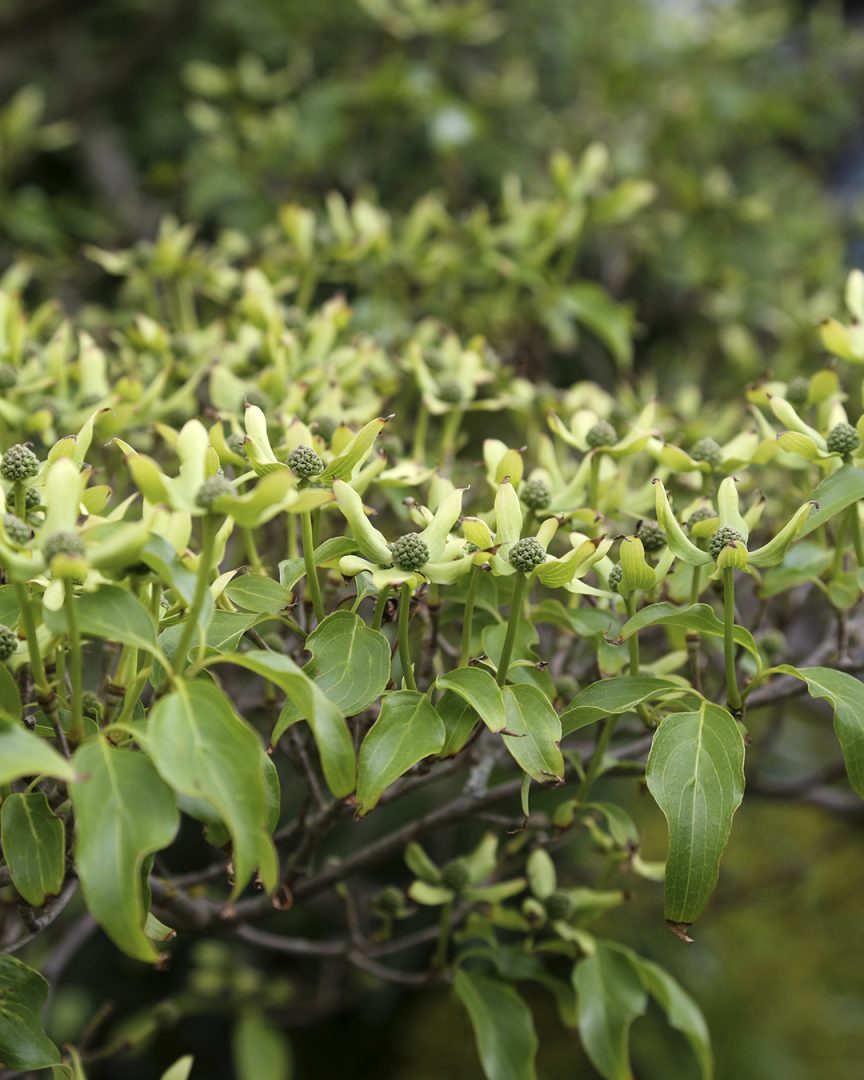 Puutarhan trendejä maailmalta. Puumaiset lännenkukkakanukat Cornus florida ja liljakanukat Cornus kousa ihastuttivat Chelsean istutuksissa Kekkilä