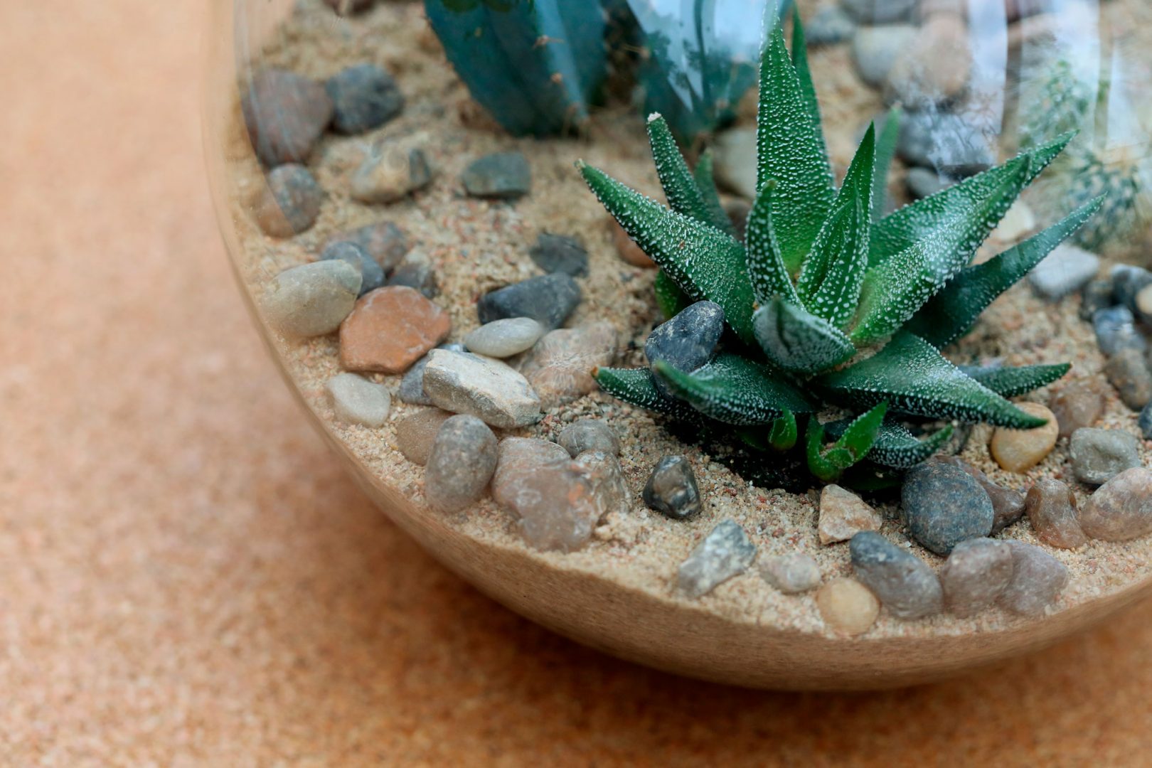 Avoimet terraariot mehikasveille