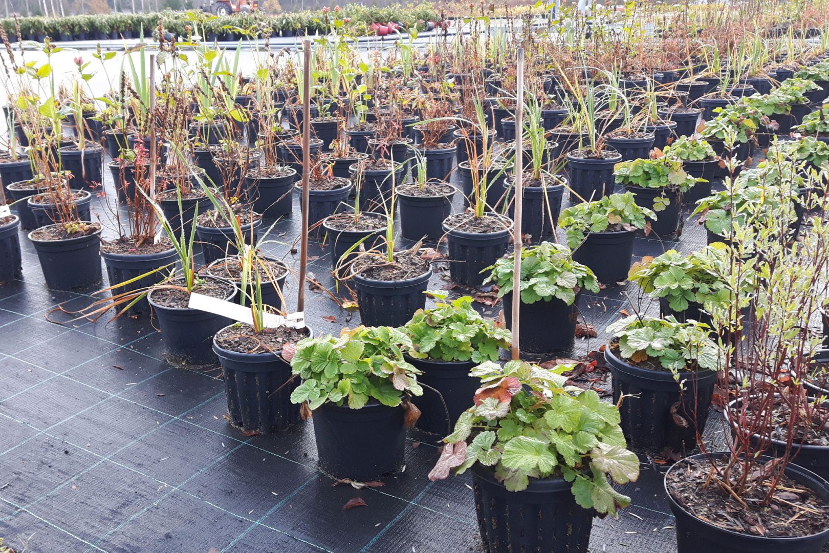 Hulevedet hallintaan kasveilla ja kasvualustoilla