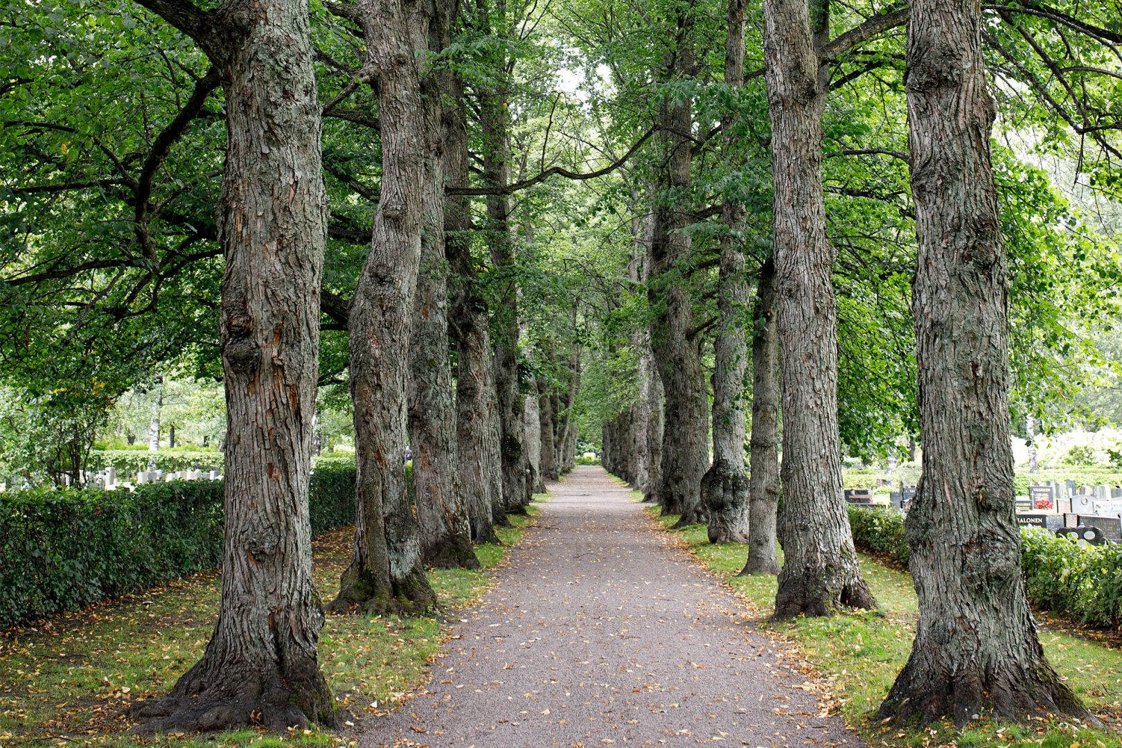 Katupuiden hoito ja merkitys