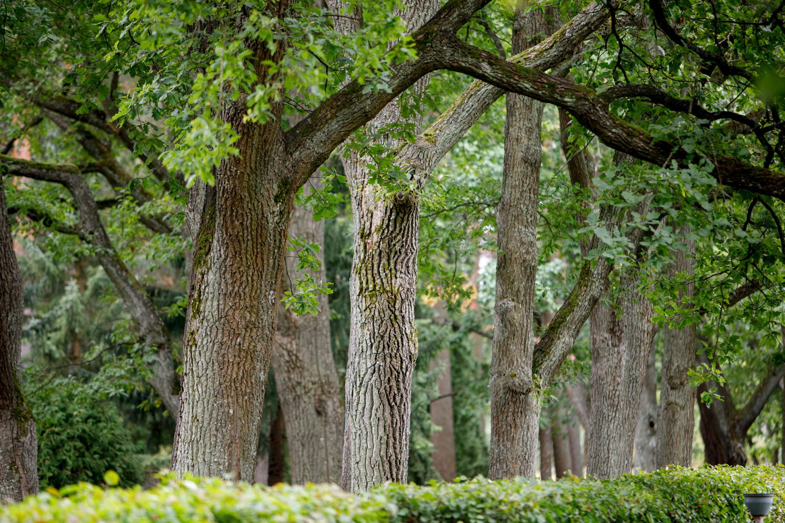 Biohiilen vaikutuksia katupuihin tutkitaan