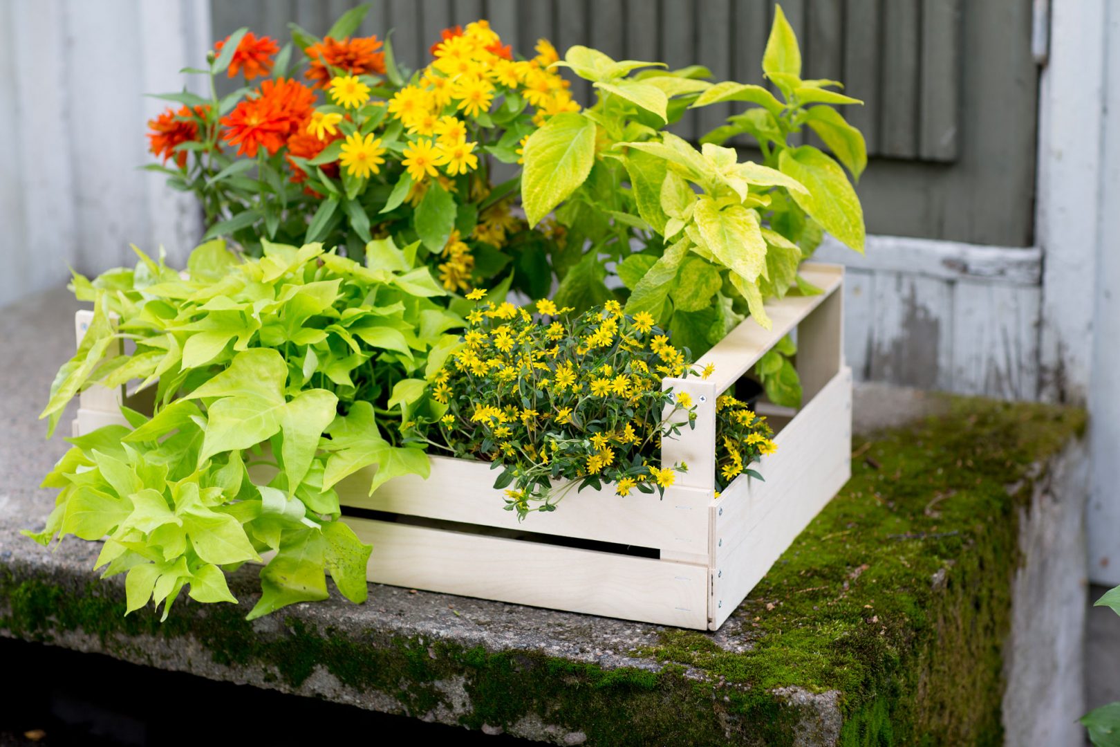 Kesäkukkien istuttaminen – kasvien yhdistely ja sommittelu