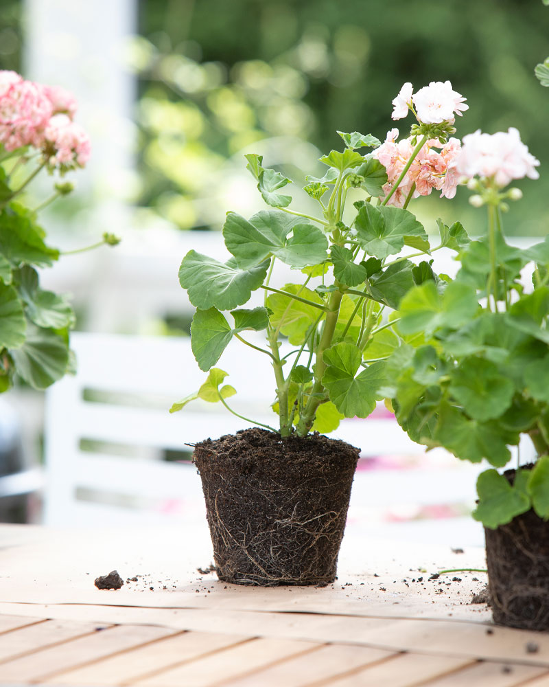 Pelagonian istutus ja hoito Kekkilän pelargonumulta