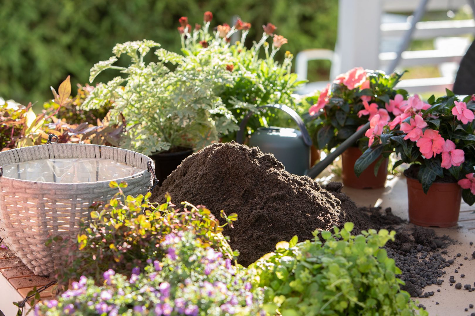 Nauti upeista kesäkukista – Kesäkukka-amppeli