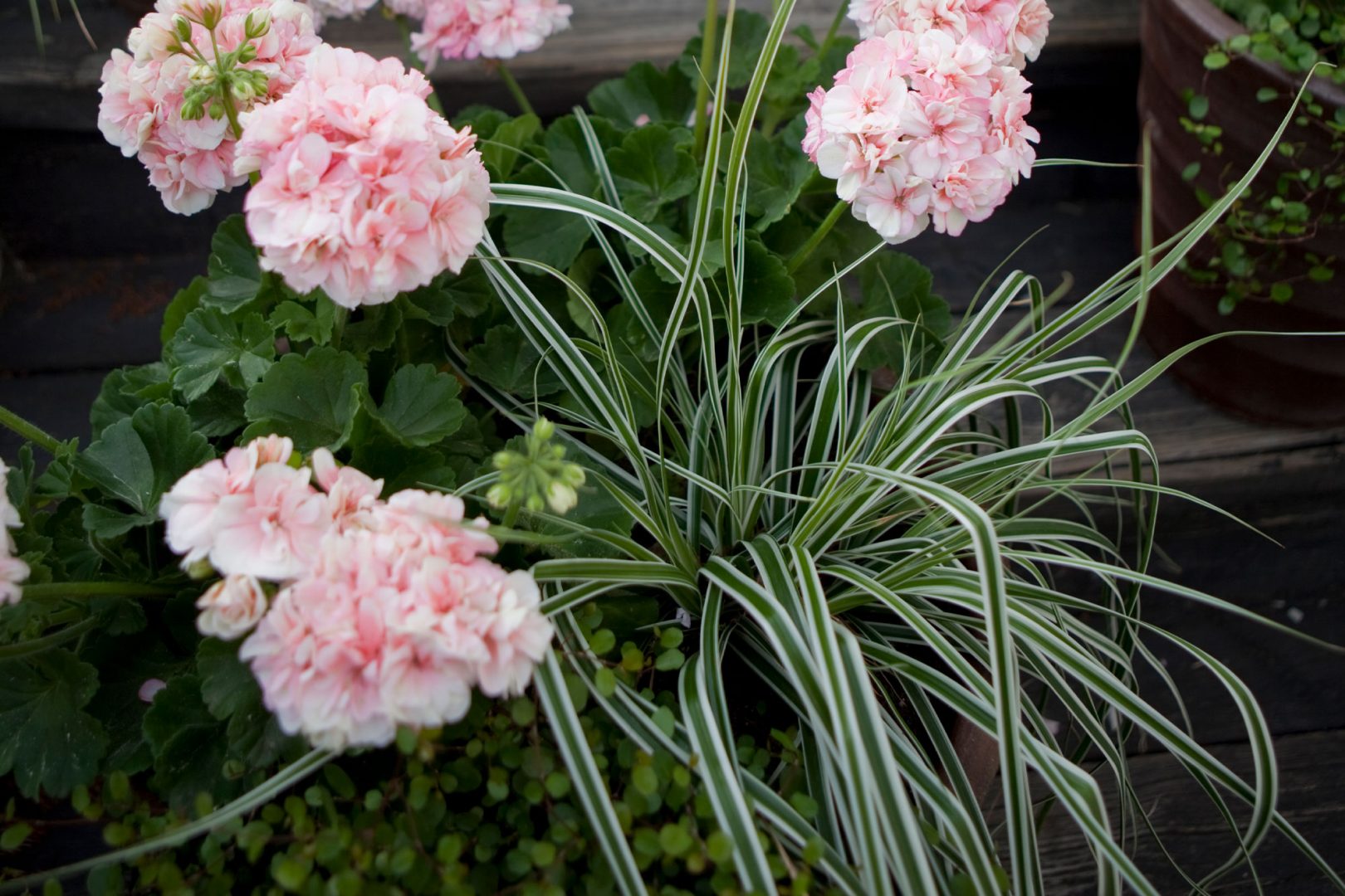 Romanttinen pelargoni-istutus – Ideoita kesäkukkaistutuksiin