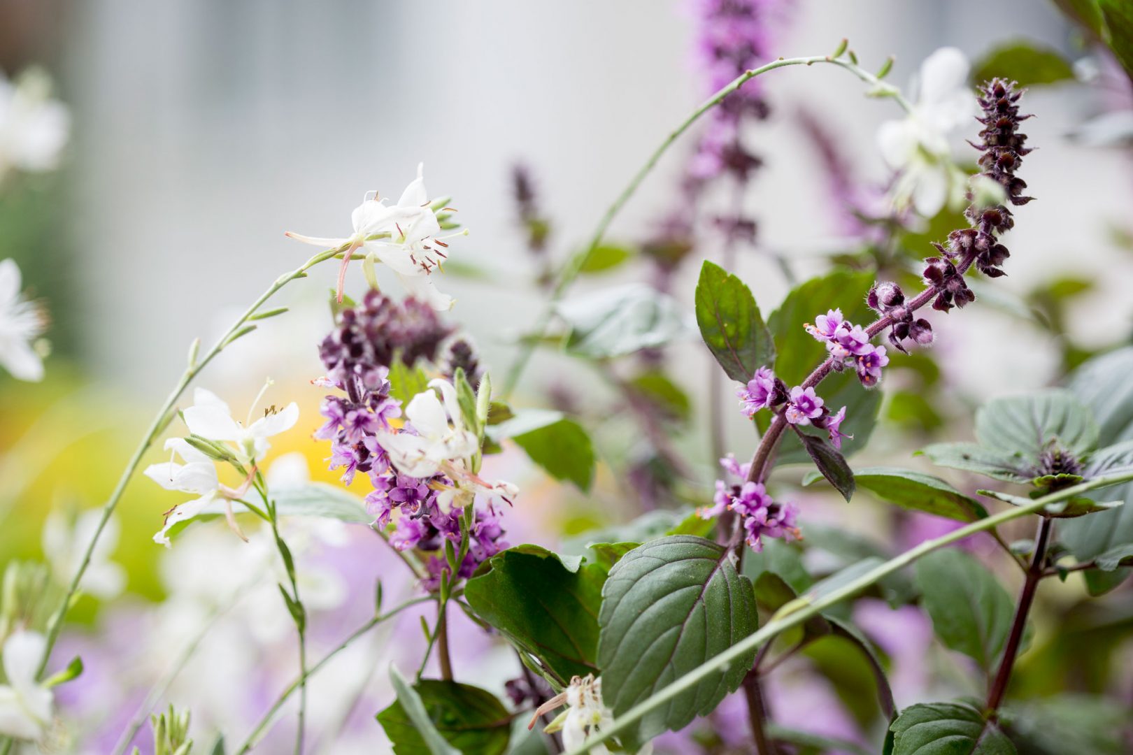 Kesäkukkien lannoittaminen