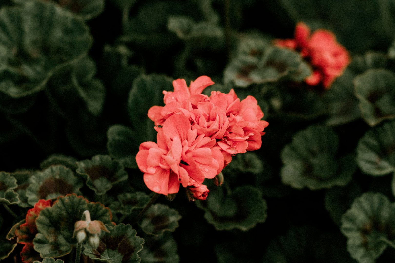 Kekkilä pelargonimulta
