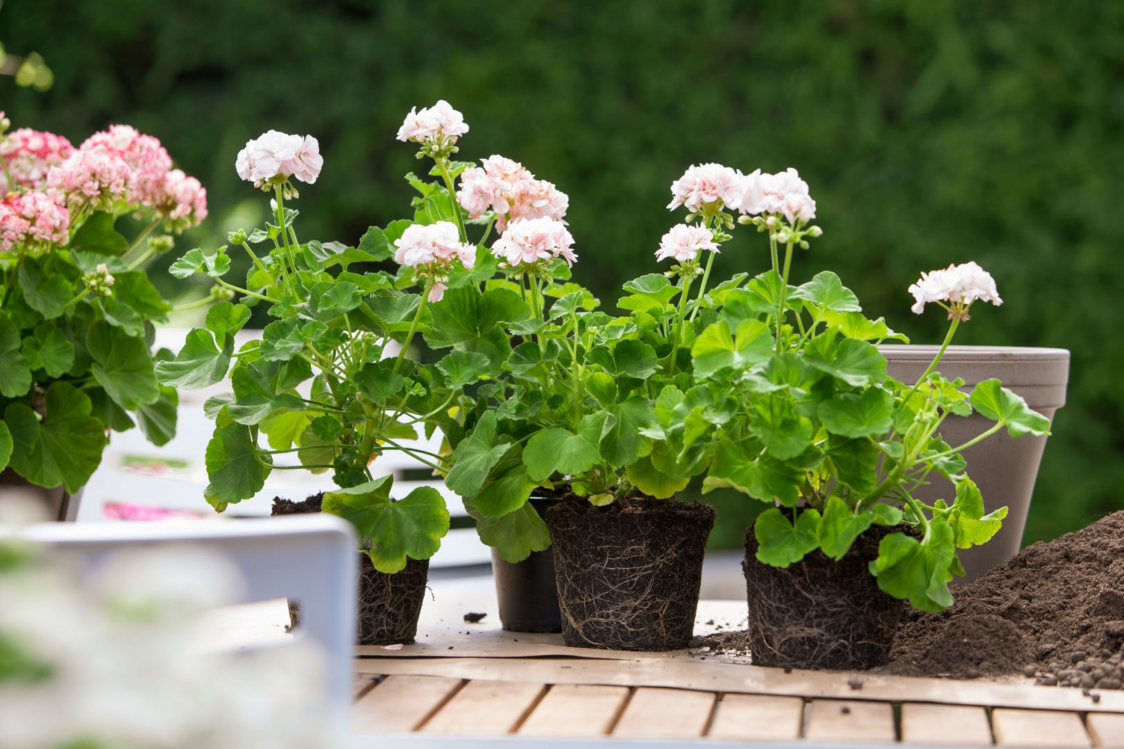 Kaikkien aikojen kesäkukka – miten kasvatat pelargonin