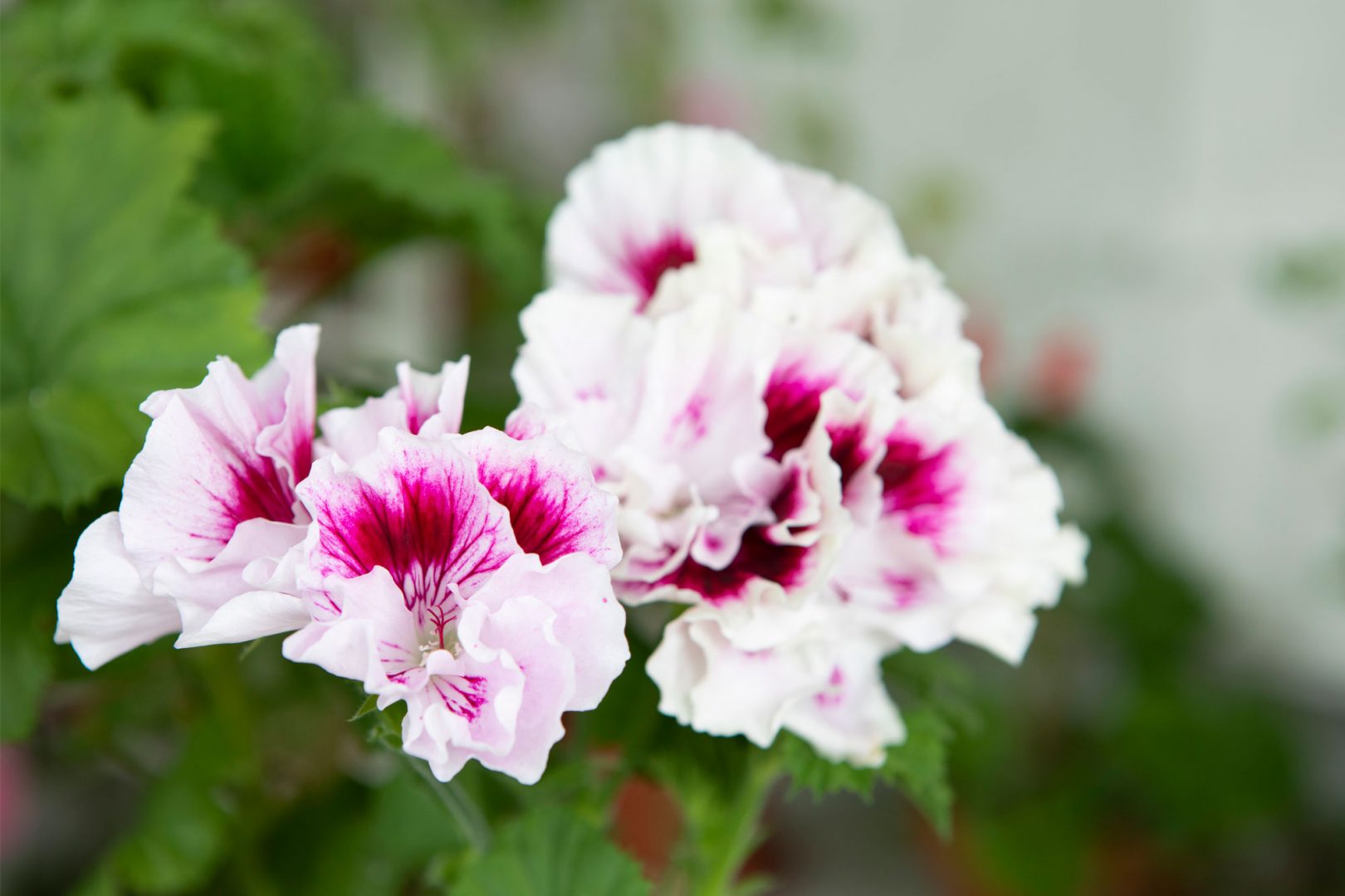 Aulin kokoelma pelargonit