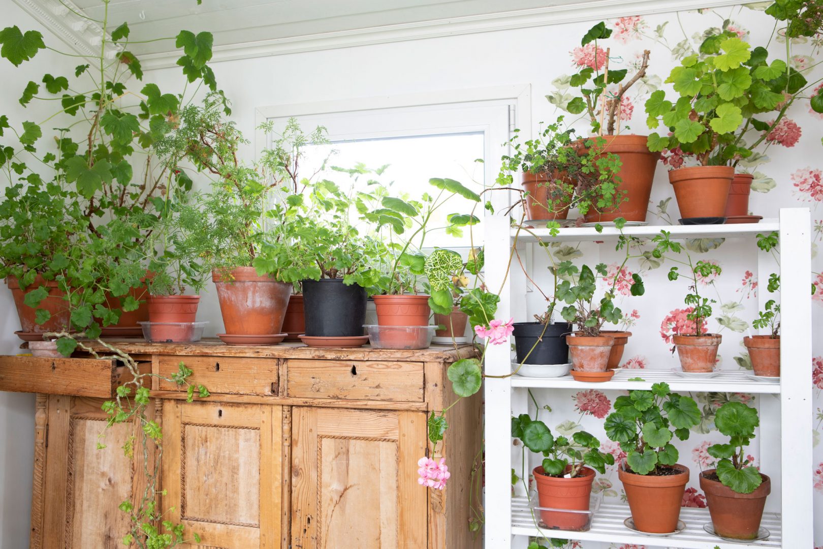 Kekkilä pelargonimulta Auli ketola pelargoniasiantuntija