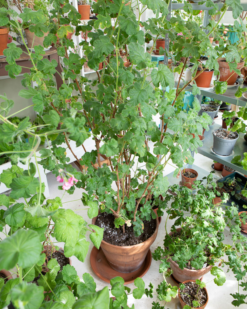 Kekkilä pelargonimulta Auli ketola pelargoniasiantuntija
