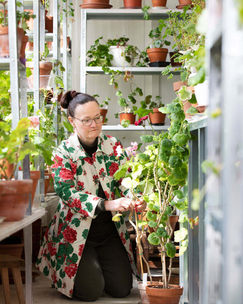 Kekkilä pelargonimulta Auli ketola pelargoniasiantuntija