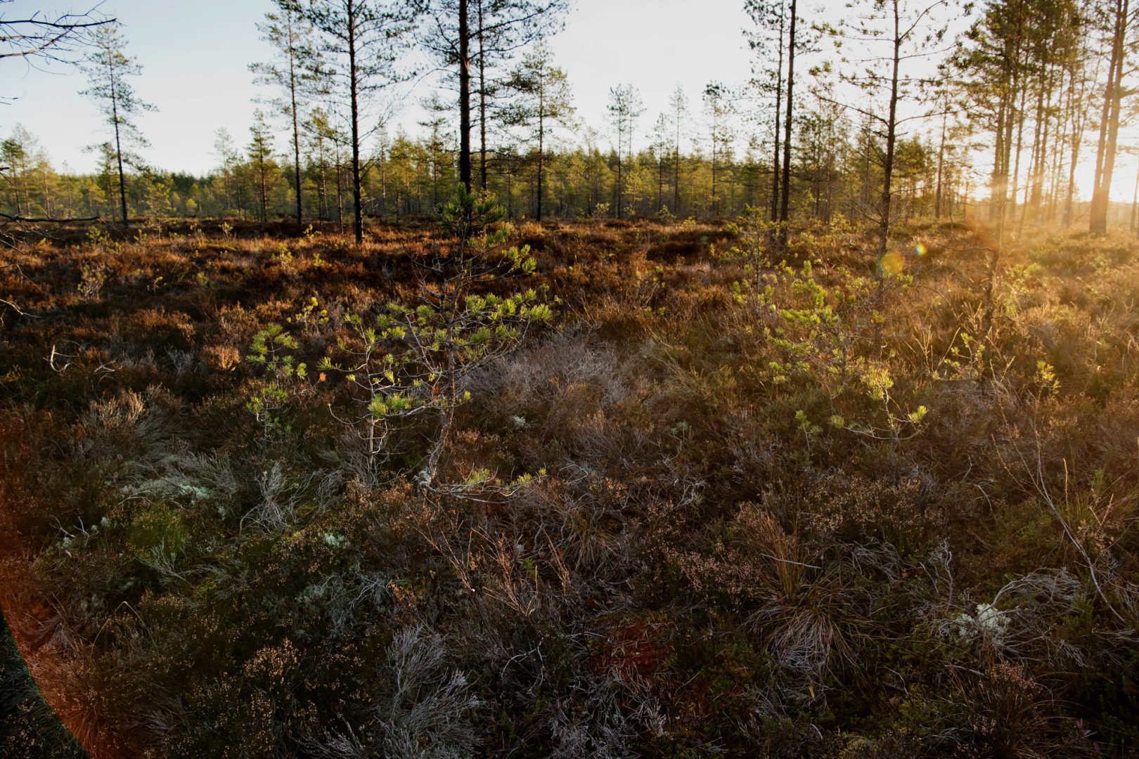 Kekkilä tuotekehitys turvesuo