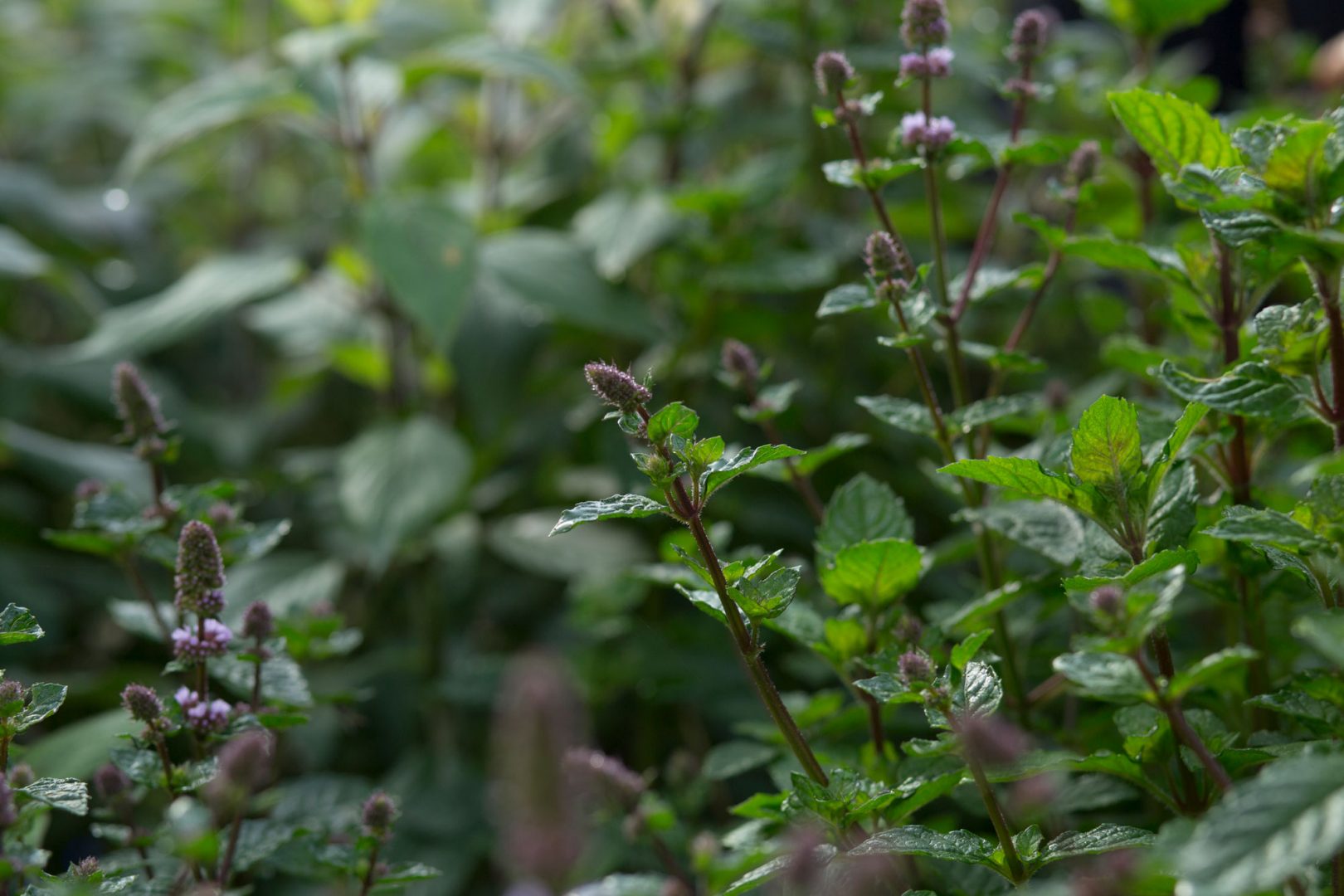 Nauti ihanien yrttien tuoksusta!