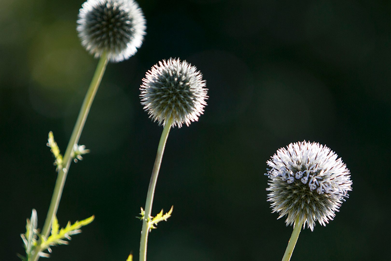 Perennareseptit: Tumma hohde