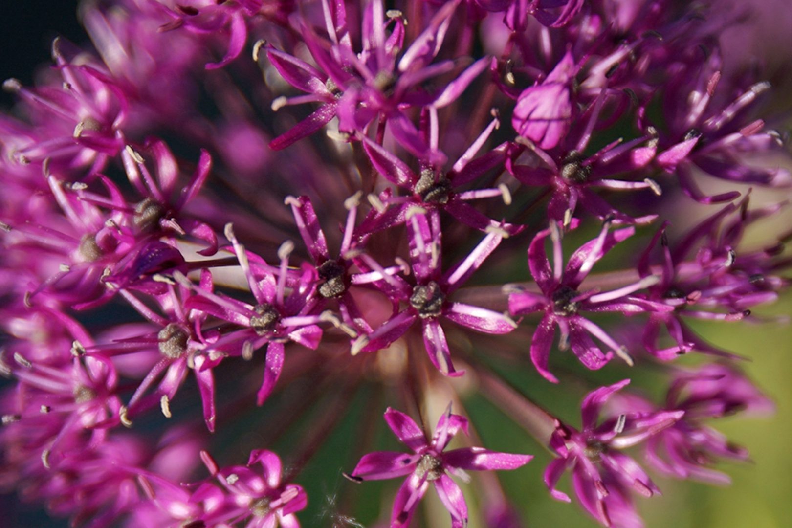 Perennareseptit: Perhosten paratiisi