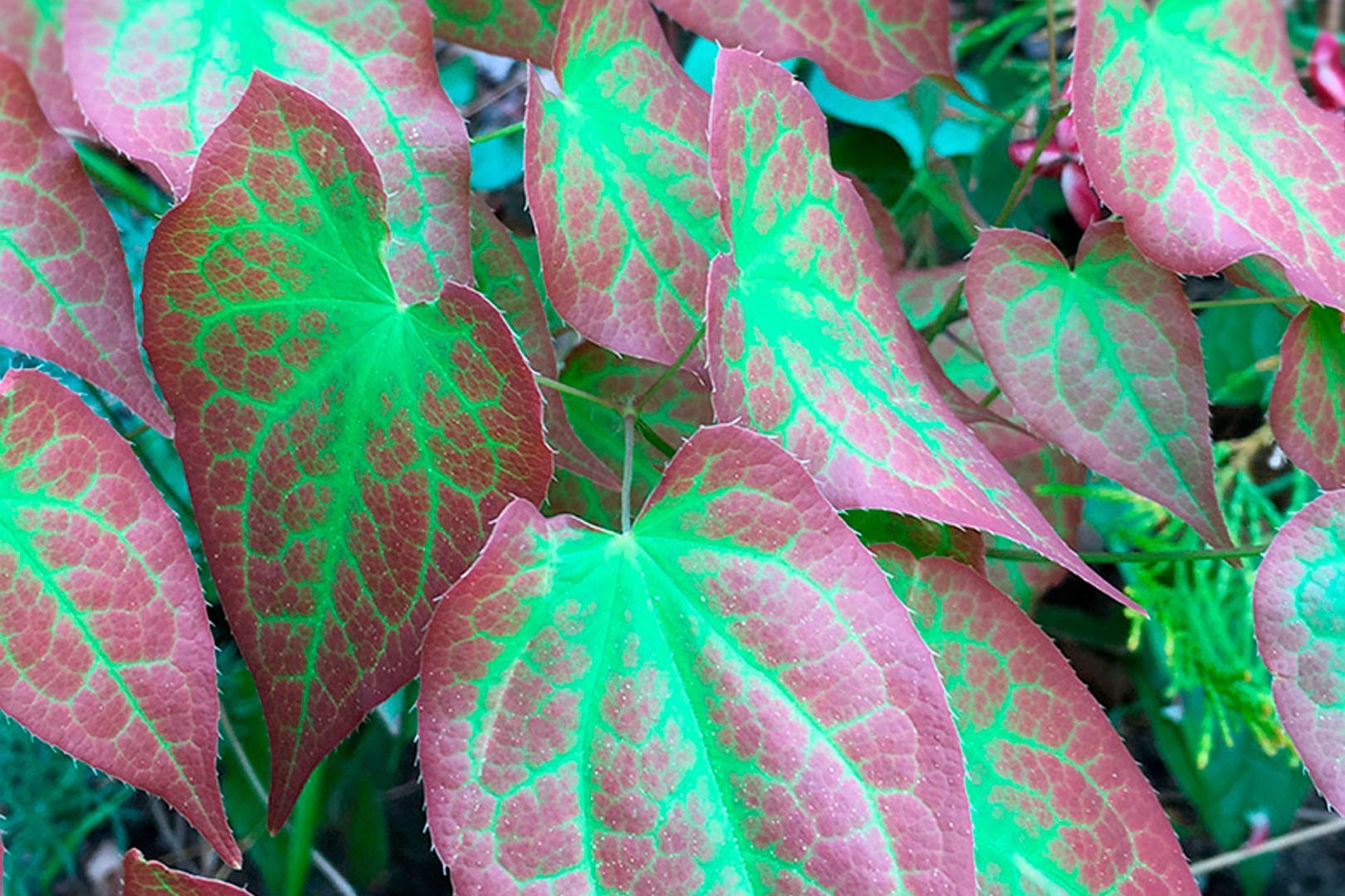 Perennareseptit: Vehreä ranta