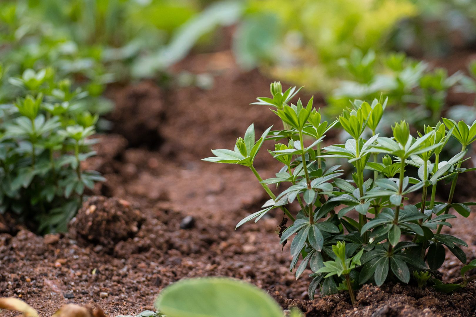 Miksi on erilaisia kasvualustoja?