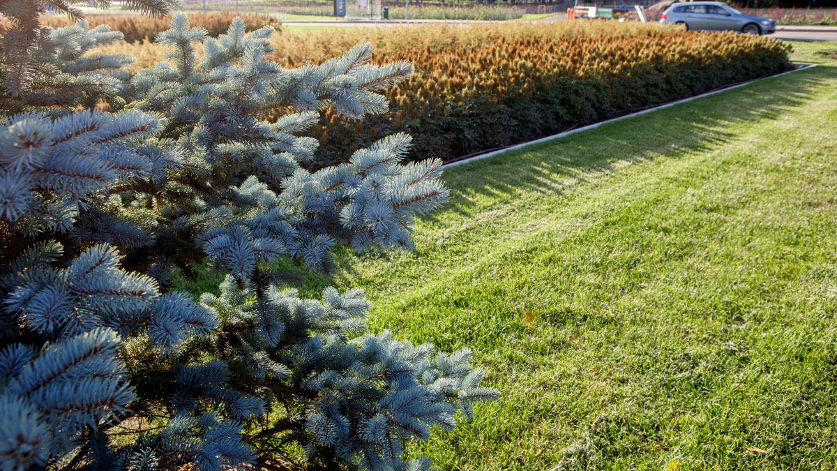 Istutusohjeet: Havupuiden istutus ja hoito