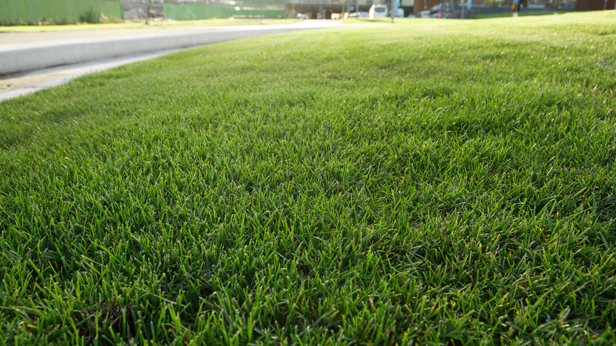 Istutusohjeet: Nurmikon perustaminen ja hoito