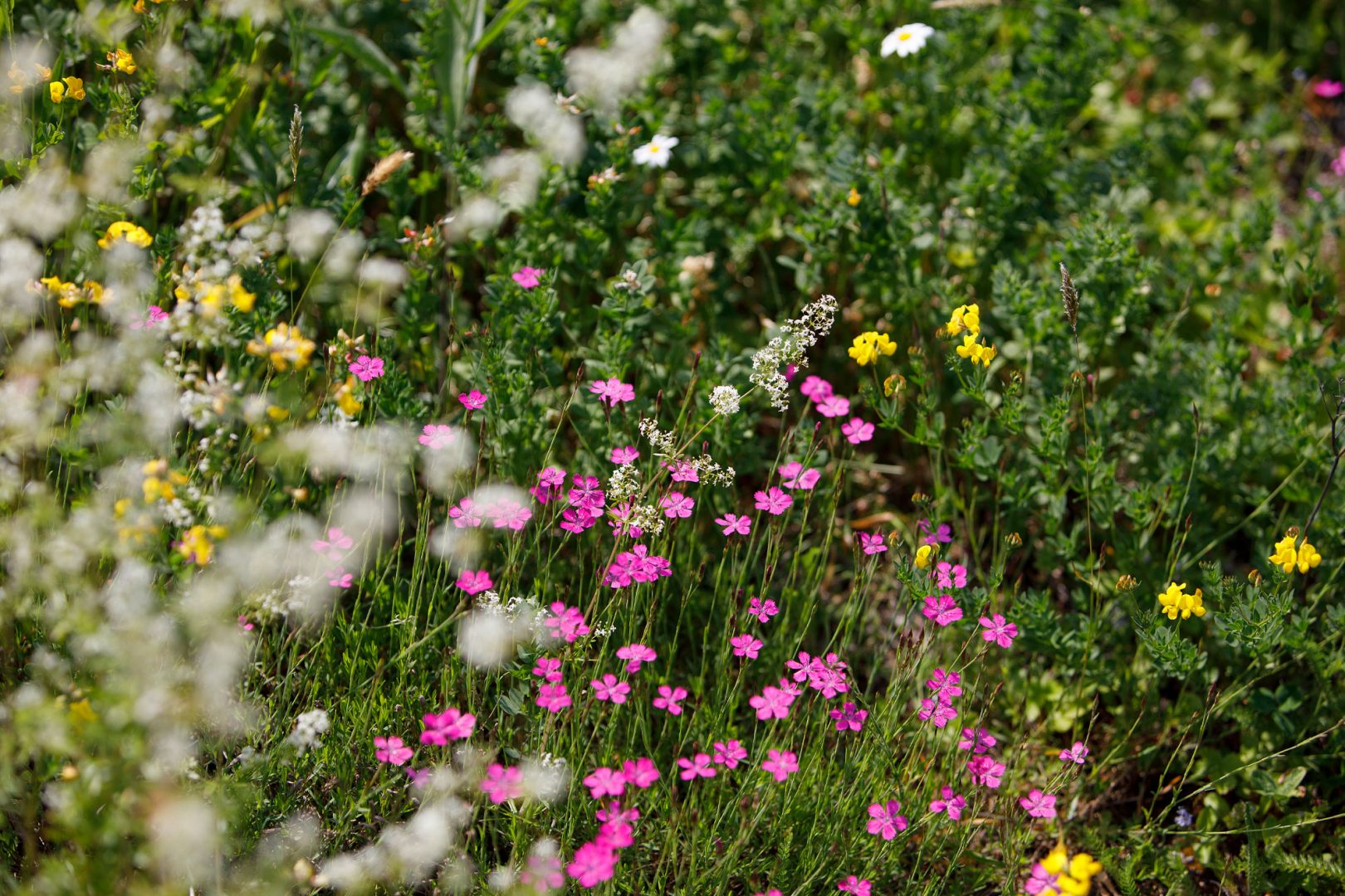 Lisää niittyjä Lappeenrantaan