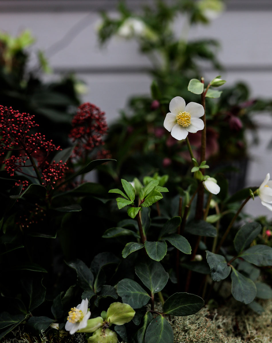 skimmia jouluruuus istutus