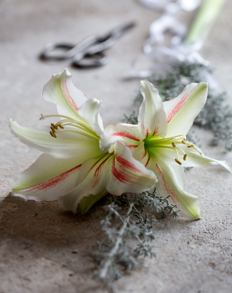 ritarinkukka amaryllis leikkokukka vinkit amaryllikselle