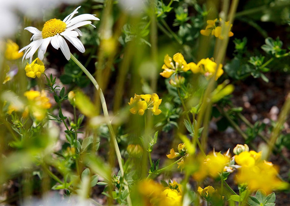 Niityn perustaminen ja hoito – Suunnitelmallisuus avainasemassa
