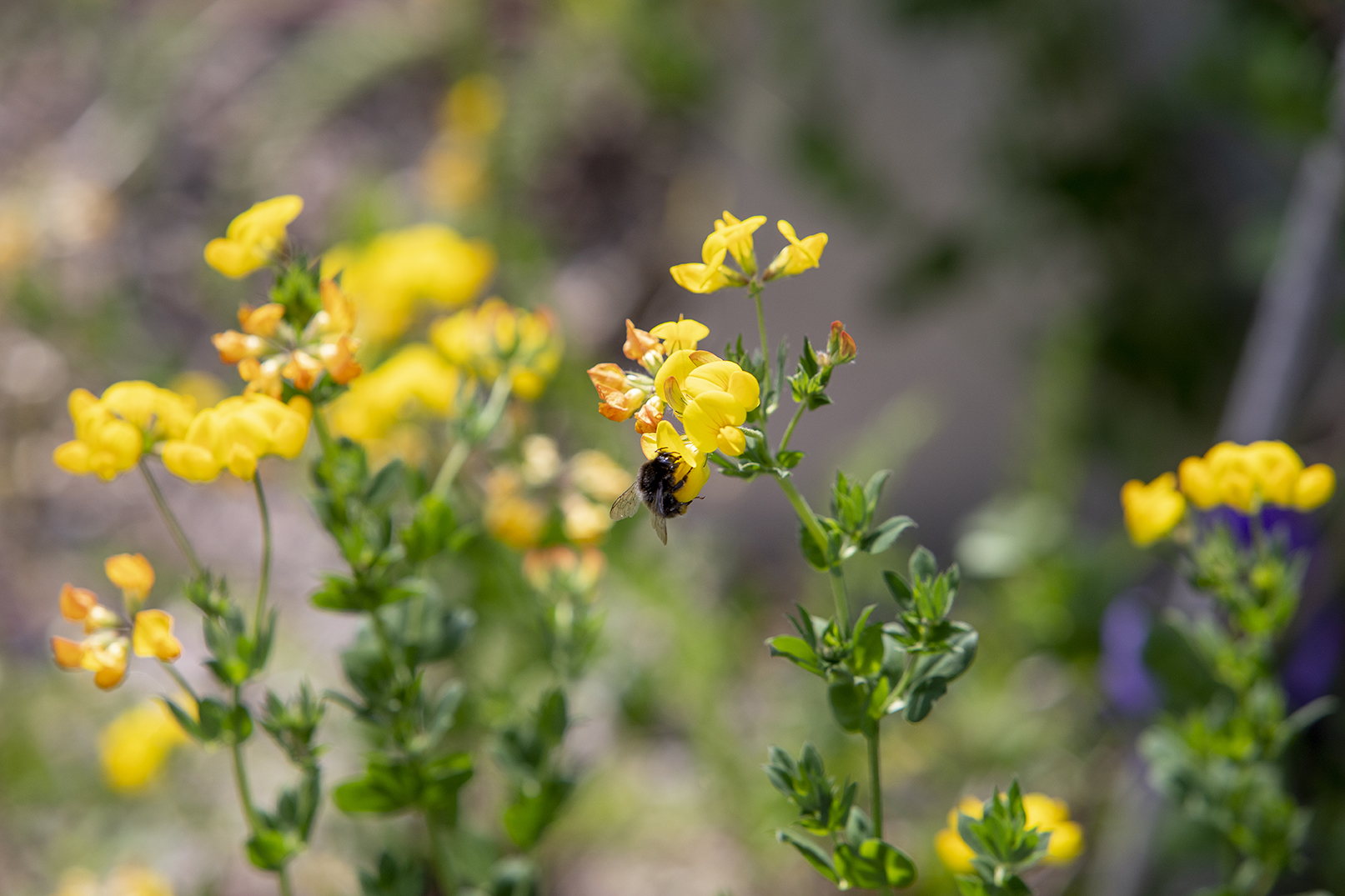 Kekkilä lanseeraa uudet niittymullat: Luonnon monimuotoisuutta voi ylläpitää niittyjen avulla