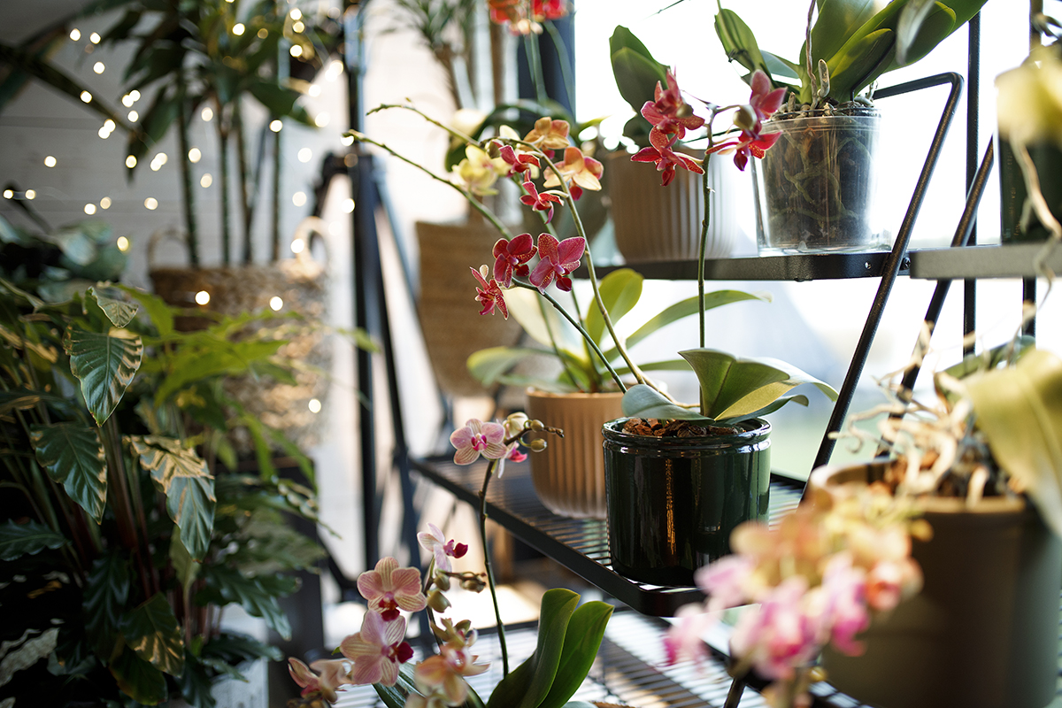 Näin hoidat orkideaa