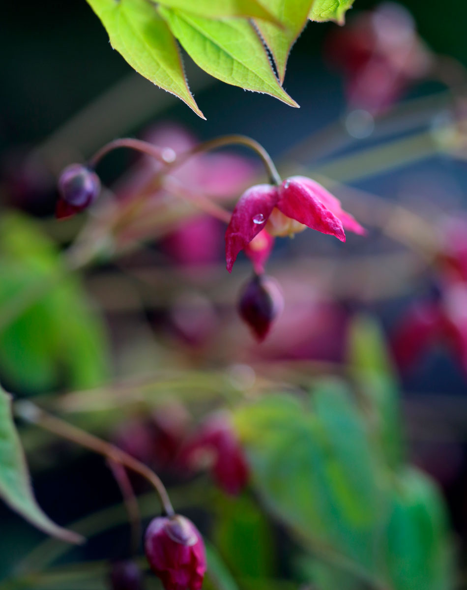 tarhavarjohiippa violetti purppura perenna