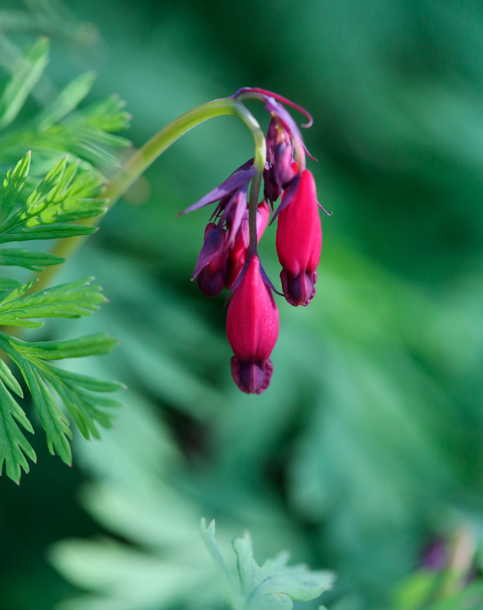 pikkusydän kevätperenna purppura