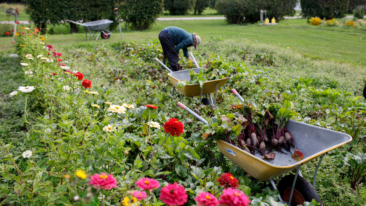 Kasvattamisen iloa Kumpulan koulukasvitarhalla