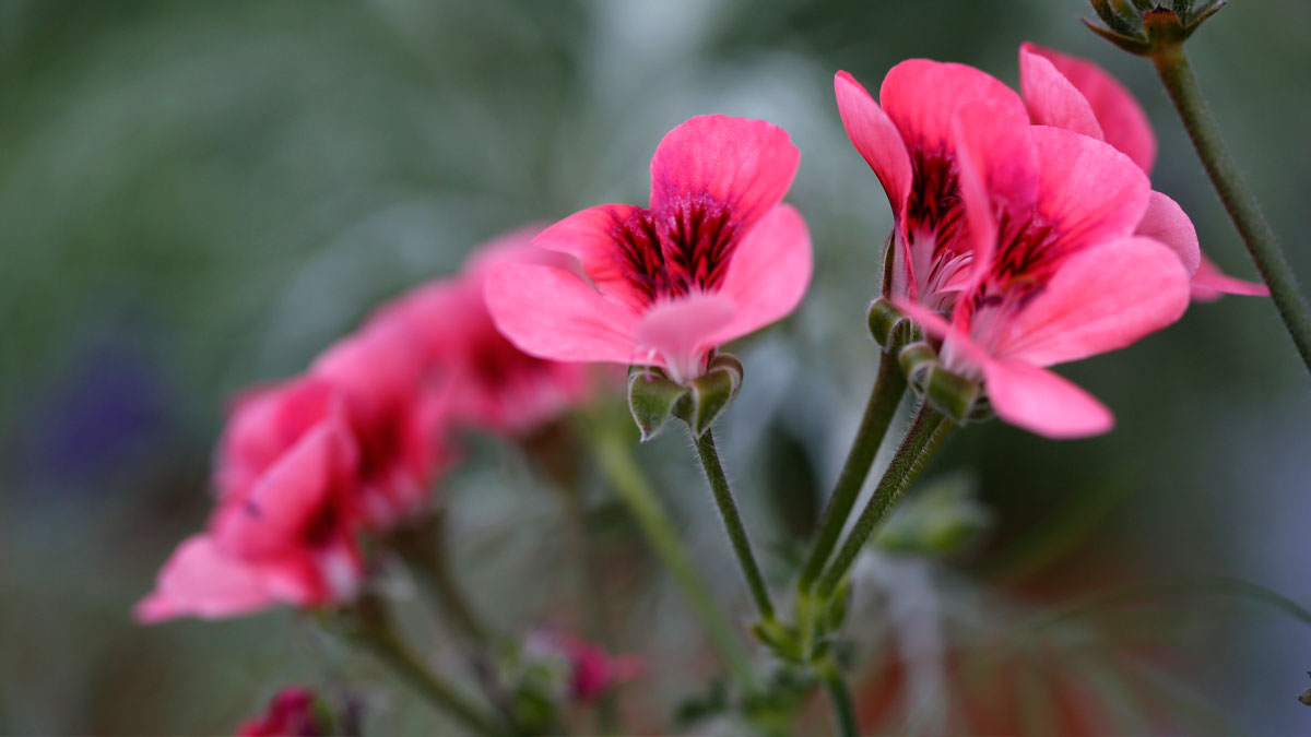 Kesän kukkatunnelmia Välimeren henkeen
