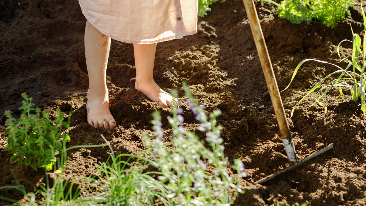 Mikä merkitys on hyvällä mullalla ja lannoitteella?