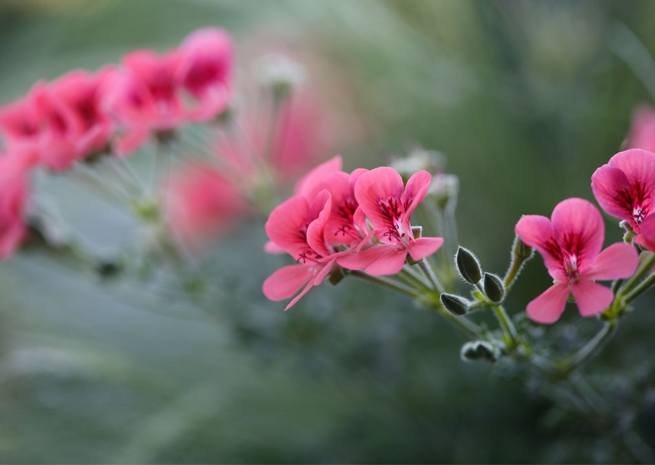 pelargoni välimerellinen tunnelma ruukkuistutus