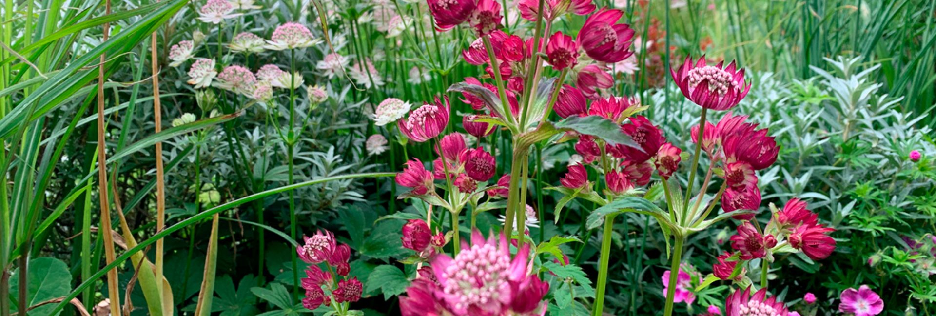 Emilyn lempiperennat koko puutarhaan