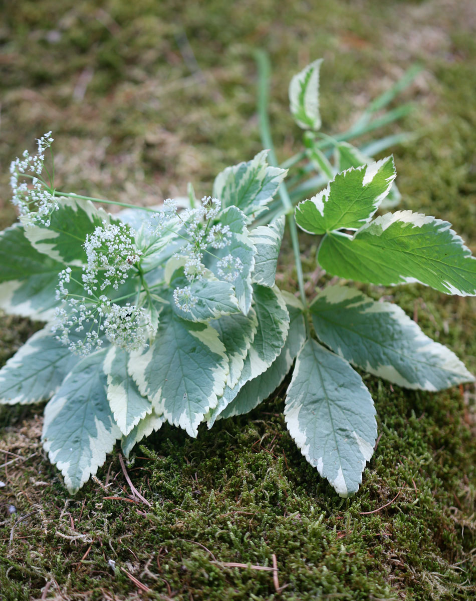 vuohenputki perennat