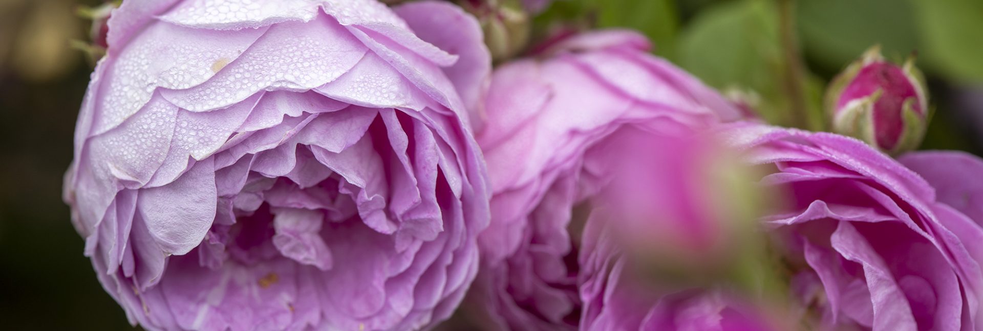 Loihdi ihana ruusutarha pihalle – näyttävät pensasruusut