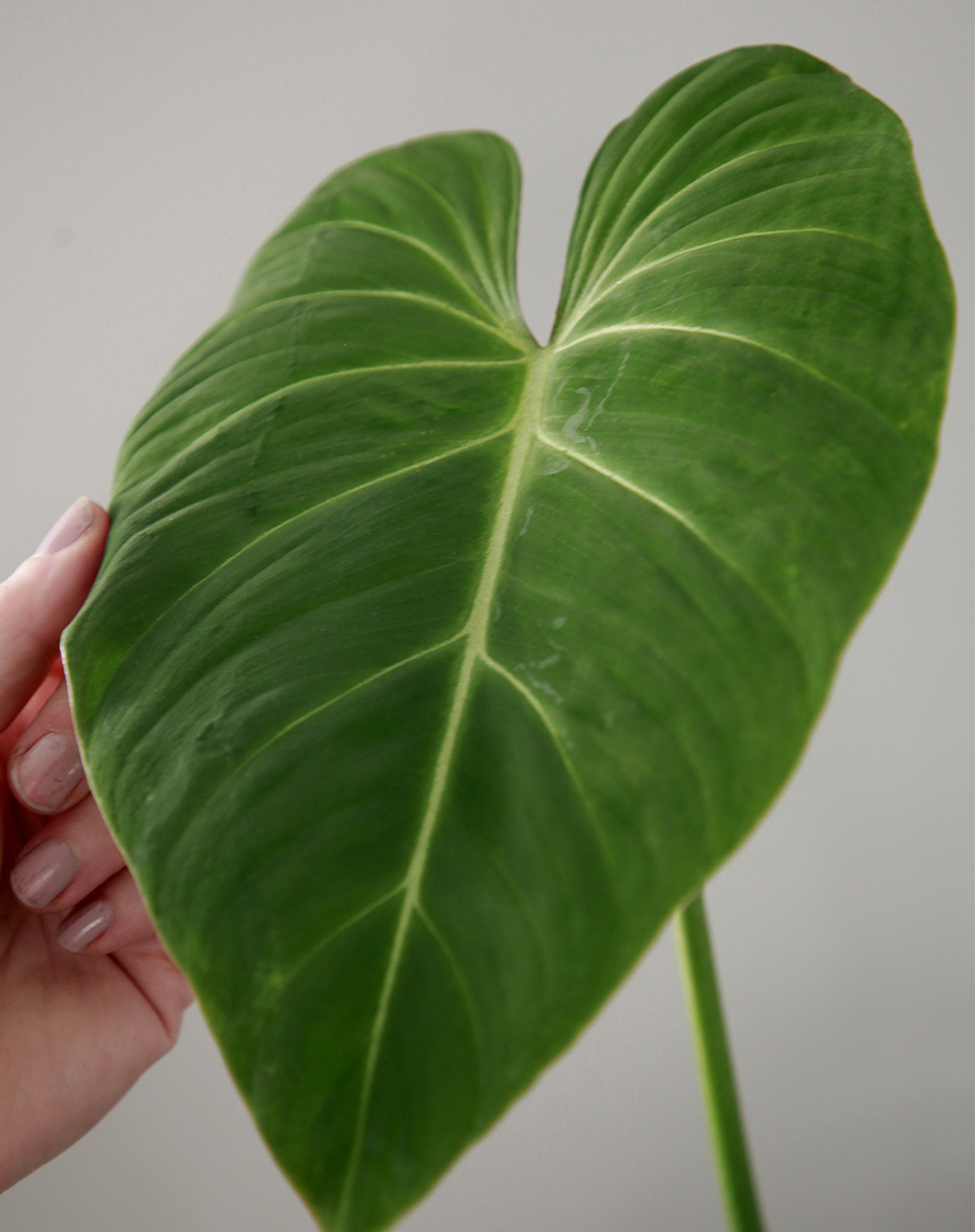 Kirjoköynnösvehka Philodendron gloriosum