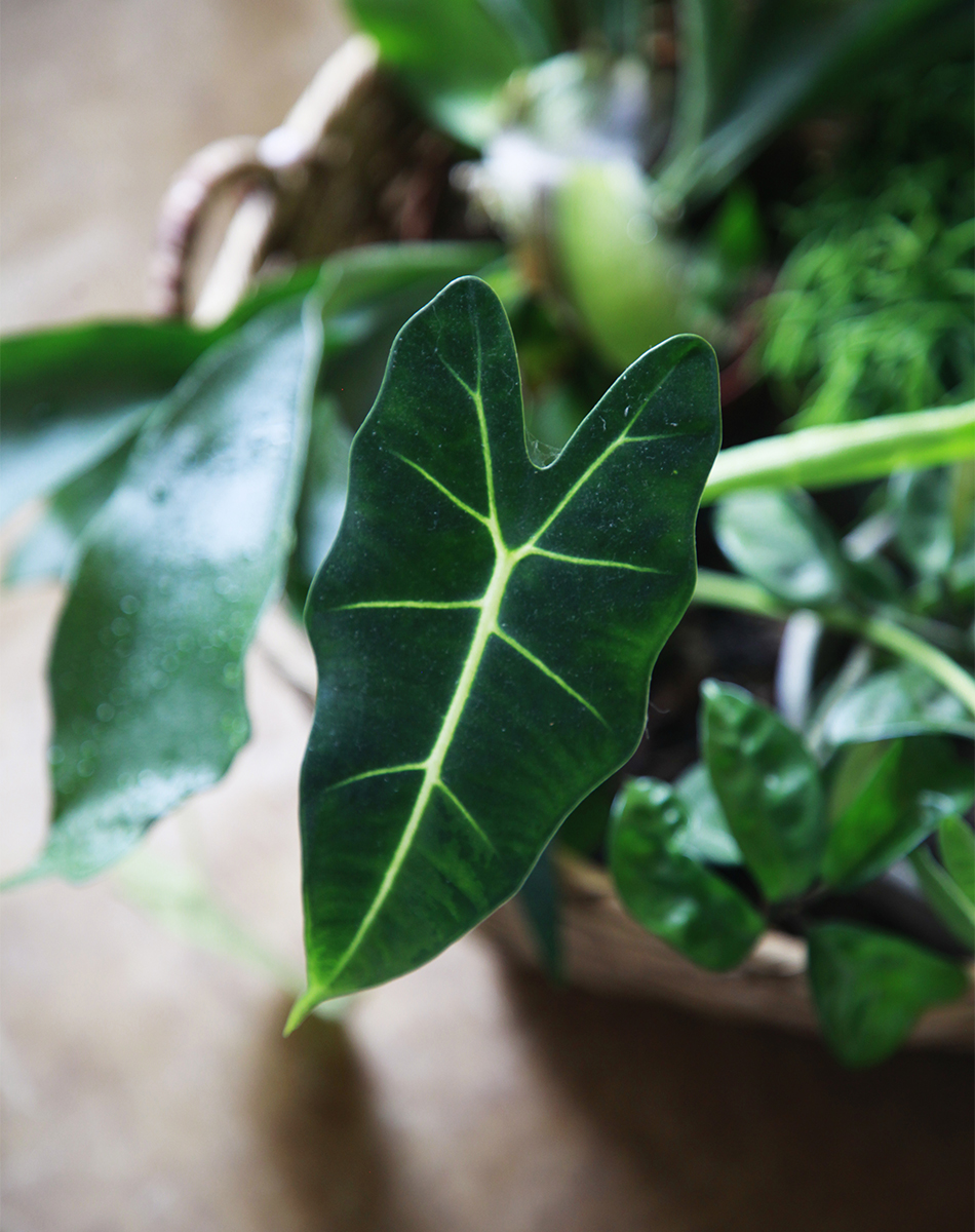 Alocasia micholitziana ’Frydek’