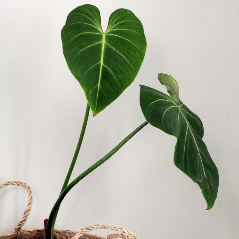 Köynnösvehka Philodendron gloriosum