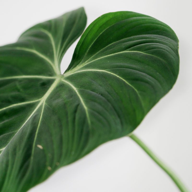 Köynnösvehka Philodendron gloriosum