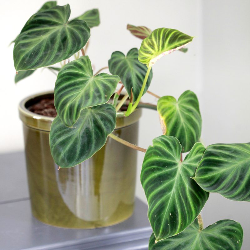 Köynnösvehka Philodendron verrucosum