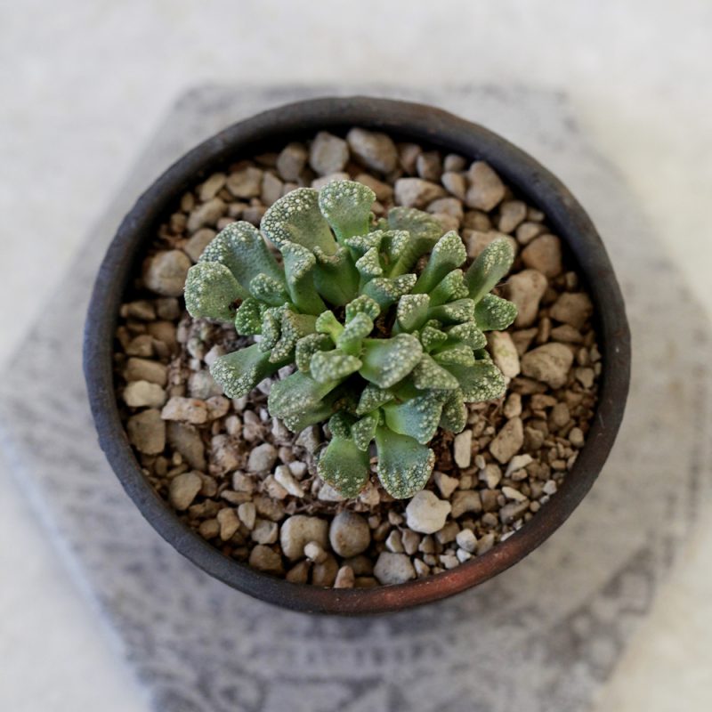 Titanopsis calcarea