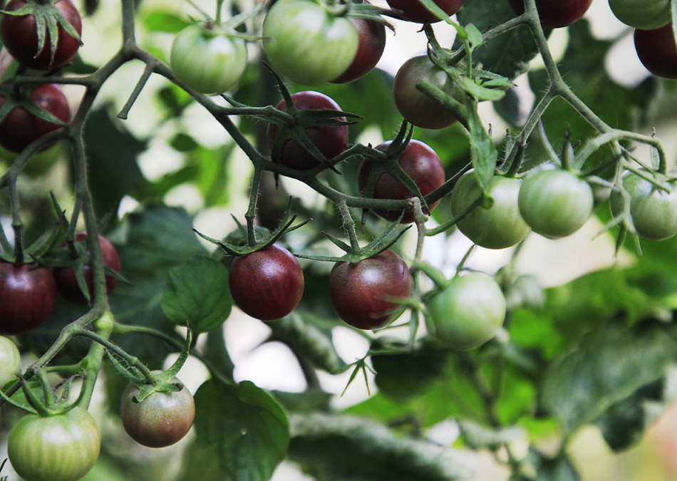 Black Cherry tomaatti, tomaattien kasvatus kasvihuoneessa