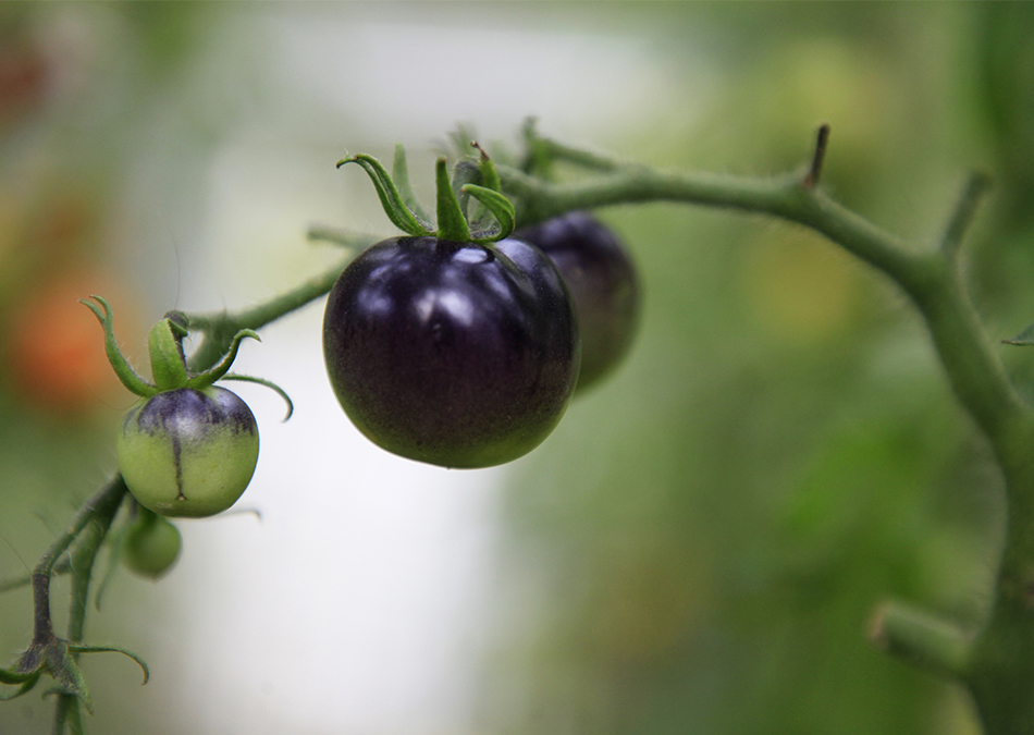 Tomaatin kasvatus kasvihuoneessa