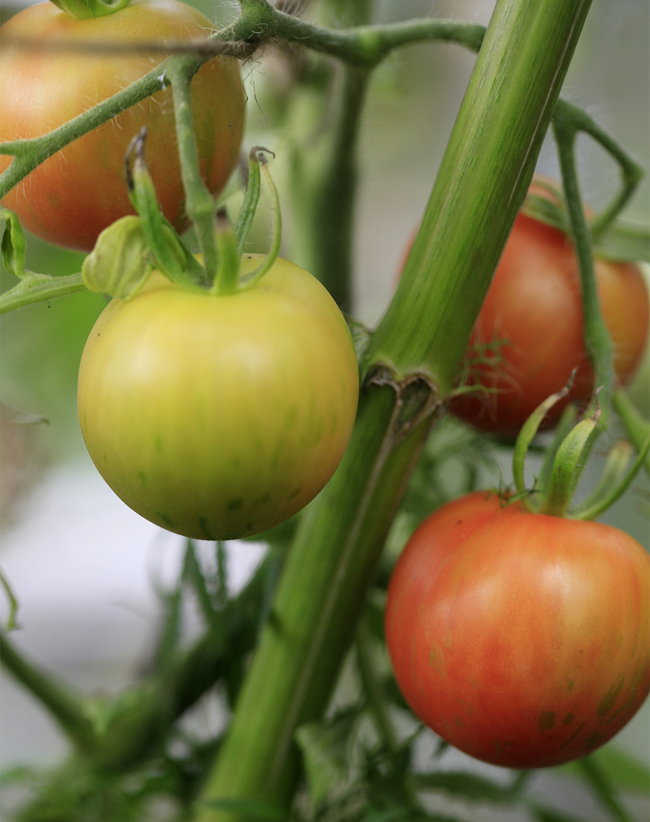 Tigerella tomaatti