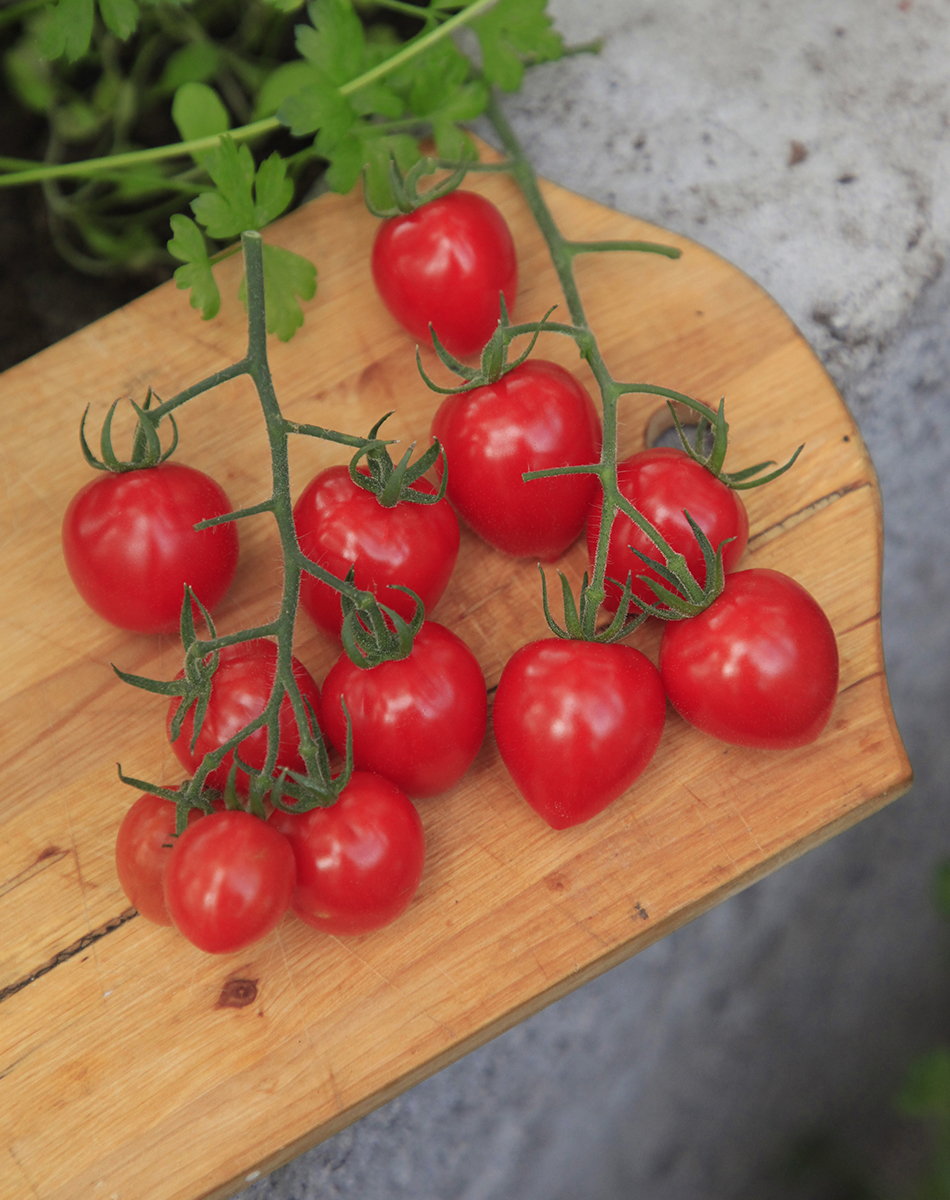 Gardenberry tomaatit